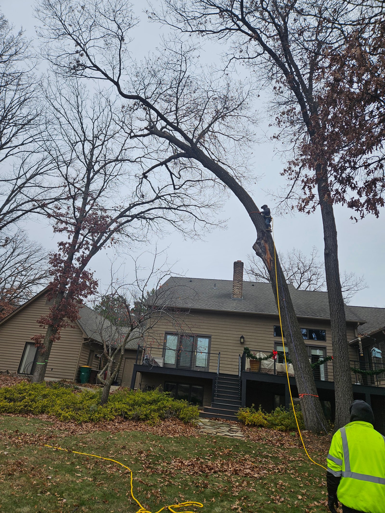 Remove Tree