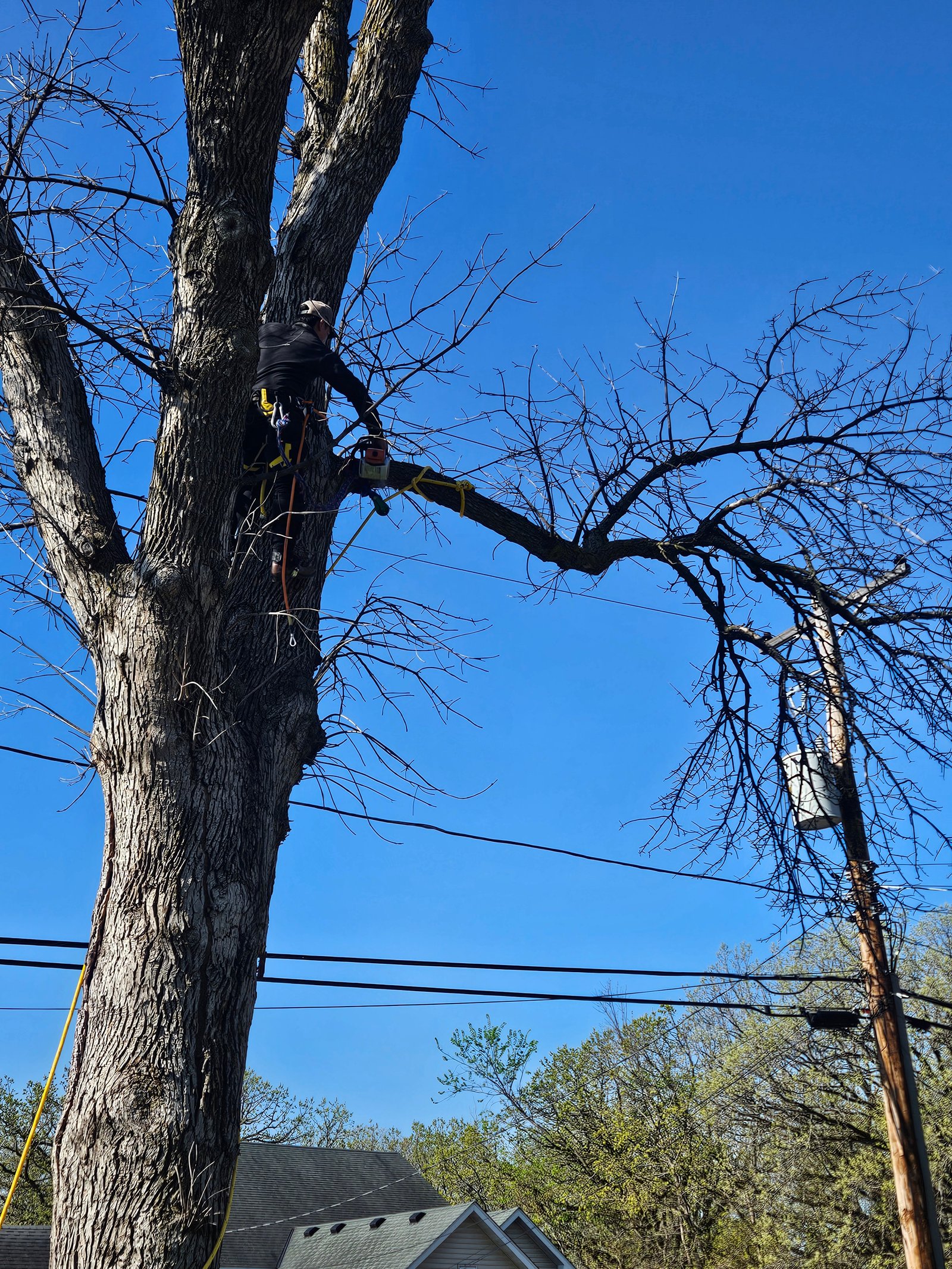 Remove Tree