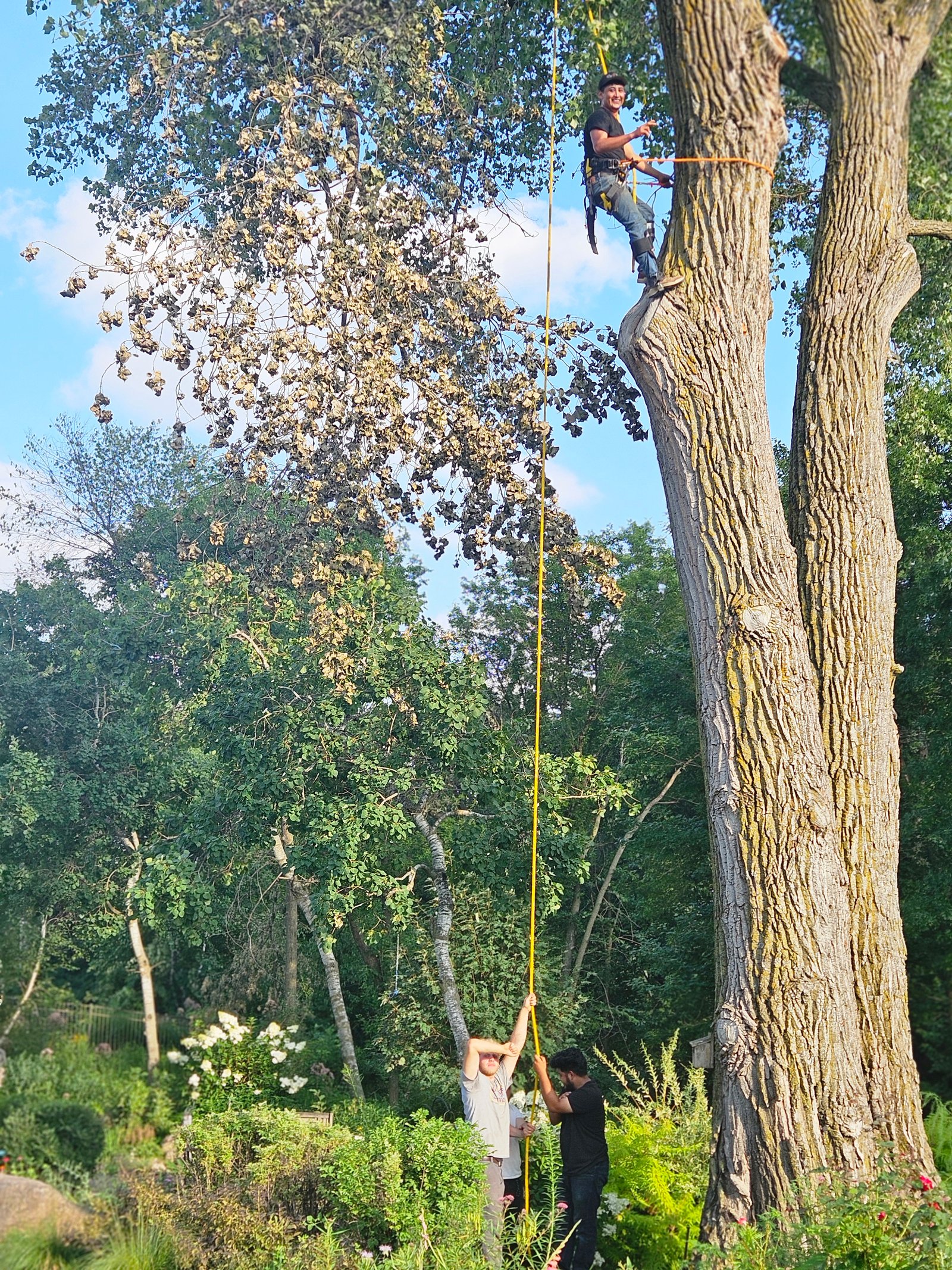 Remove Tree