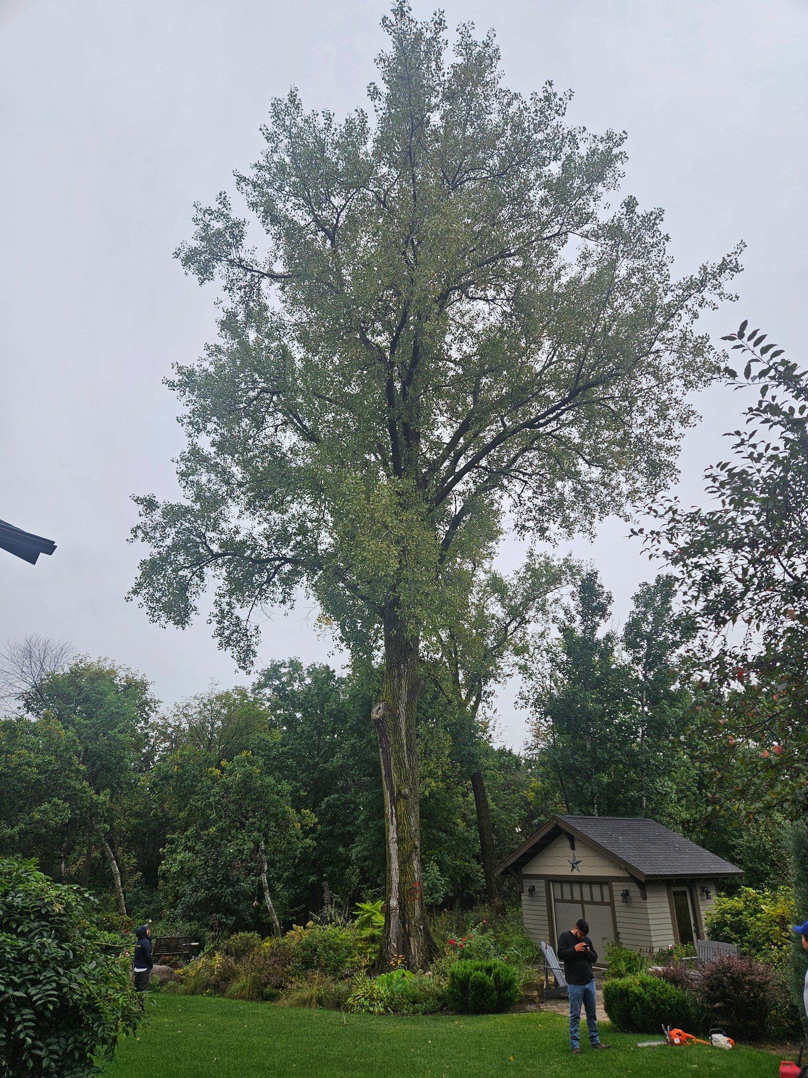 Remove Tree