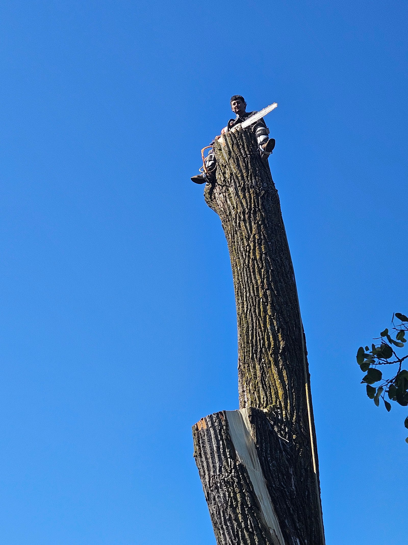 Remover árbol