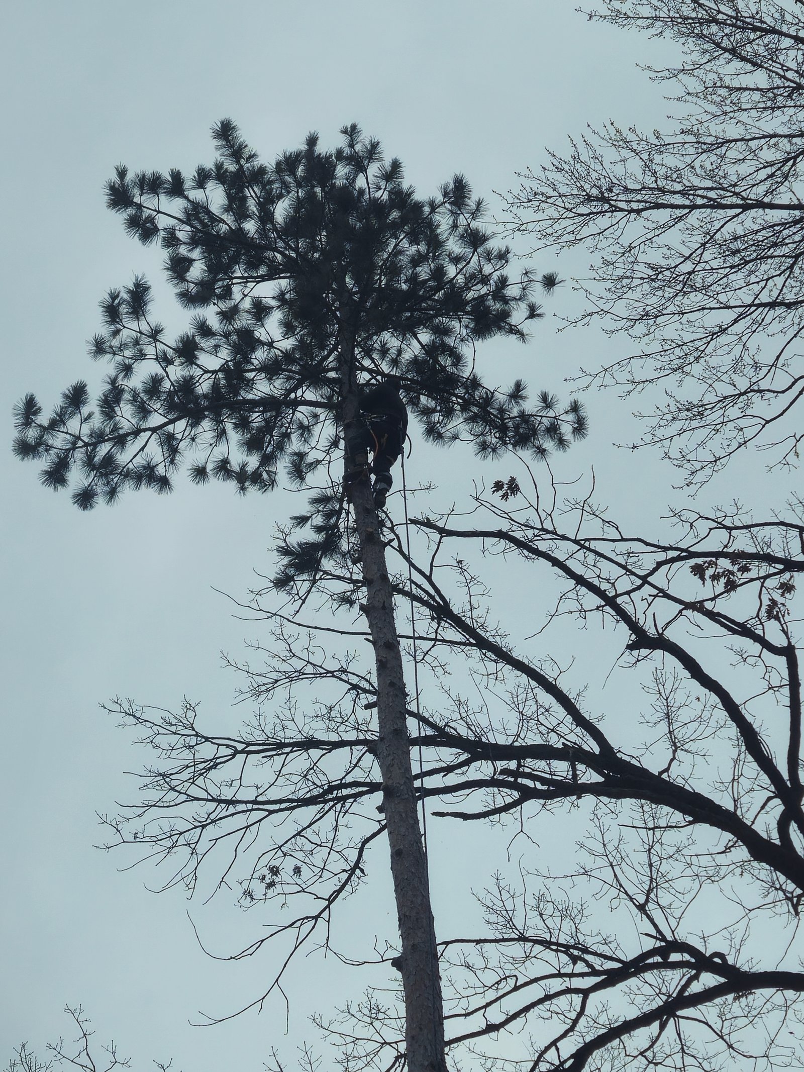 Remover árbol