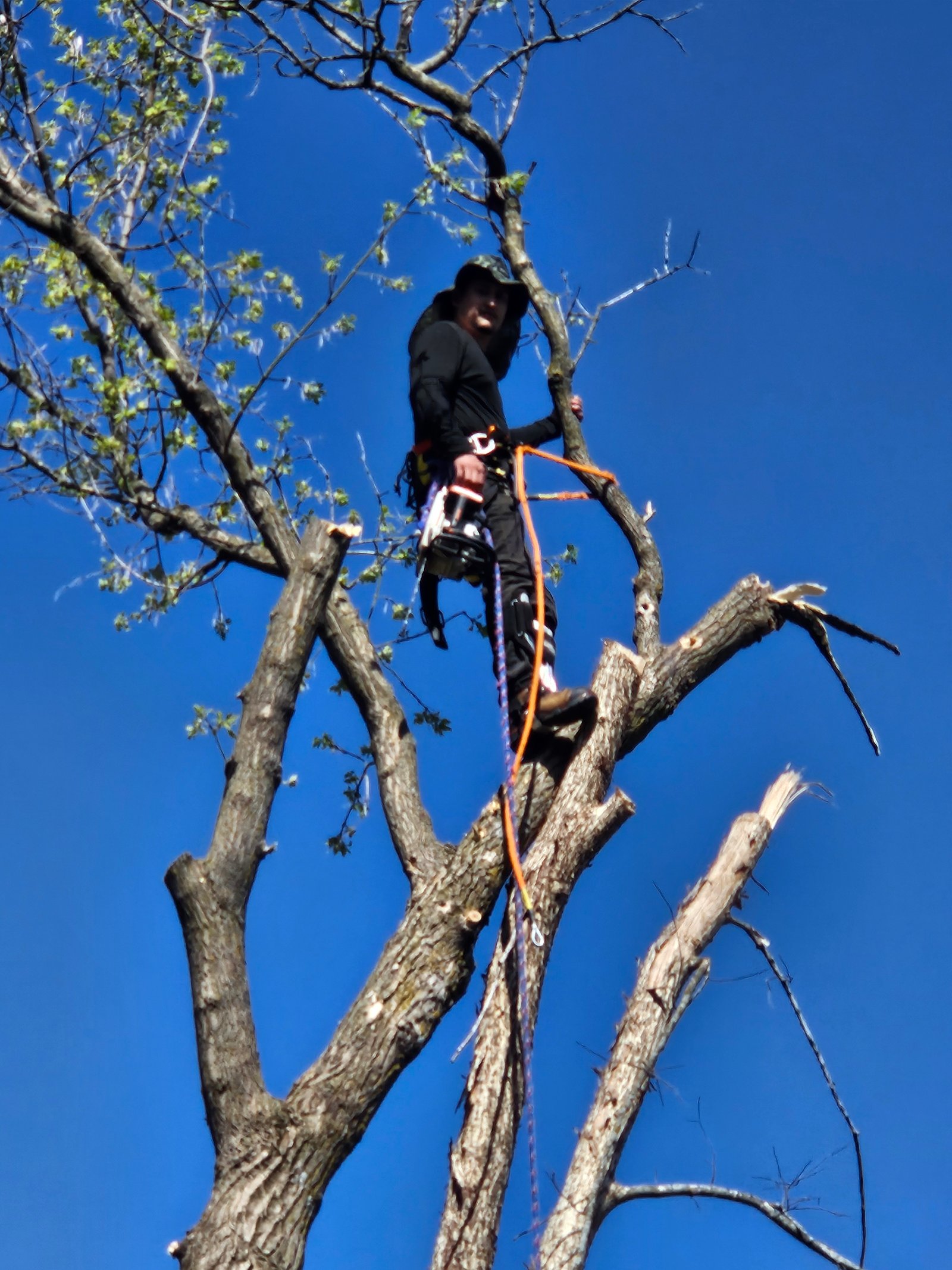 Remover árbol