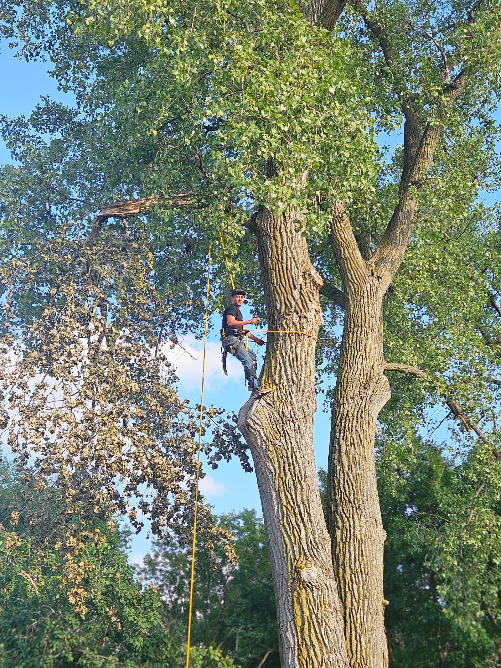 Remover árbol
